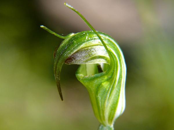 Pterostylis atrans - Dark Tip Greenhood.jpg